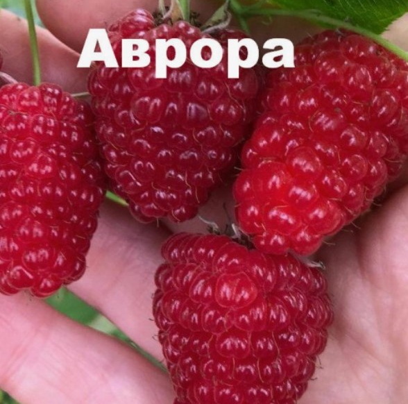 Аврора малина саженец Аврора малина саженец